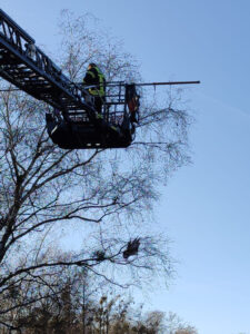 Vogel wird von Drehleiter gerettet
