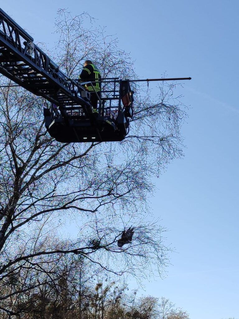 Vogel wird von Drehleiter gerettet